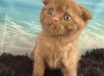 Beau Scottish Fold Cinnamon  Male - Scottish Fold Kitten For Sale - Odessa&comma; FL&comma; US