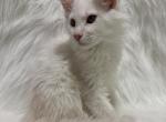 Jax - Maine Coon Kitten For Sale - Warsaw&comma; MO&comma; US