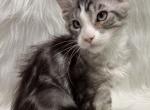 Sal - Maine Coon Kitten For Sale - Warsaw&comma; MO&comma; US