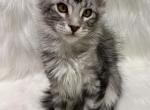 Rex - Maine Coon Kitten For Sale - Warsaw&comma; MO&comma; US