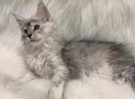 Lex - Maine Coon Kitten For Sale - Warsaw&comma; MO&comma; US