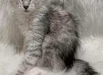 Ava - Maine Coon Kitten For Sale - Warsaw&comma; MO&comma; US