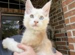 Kisacoons2p - Maine Coon Kitten For Sale - Houston&comma; TX&comma; US