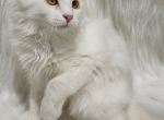 Axl - Maine Coon Kitten For Sale - Warsaw&comma; MO&comma; US