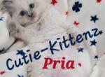 Skylar's babies - Ragdoll Kitten For Sale - Nixa&comma; MO&comma; US