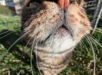 Snickers - Domestic Cat For Adoption - Laramie&comma; WY&comma; US