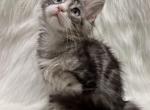 Eli - Maine Coon Kitten For Sale - Warsaw&comma; MO&comma; US