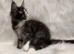 Mia - Maine Coon Kitten For Sale - Warsaw&comma; MO&comma; US