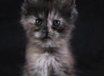 LJ - Maine Coon Kitten For Sale - Braham&comma; MN&comma; US