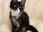 Taz - Maine Coon Kitten For Sale - Warsaw&comma; MO&comma; US