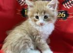 Rosie - Norwegian Forest Kitten For Sale - 