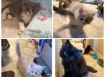 CFA Registered Persian kittens - Persian Kitten For Sale - Conyers&comma; GA&comma; US