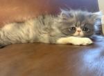 Gray female - Persian Kitten For Sale - Las Vegas&comma; NV&comma; US