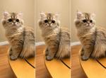 Piccola - Persian Kitten For Sale - CA&comma; US