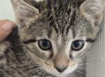 Tiger Kitty Boy - Domestic Kitten For Sale - Westfield&comma; MA&comma; US