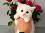 Scottish Straight white kitten - Scottish Straight Kitten For Sale - Orlando&comma; FL&comma; US