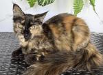 Tortoiseshell Maine Coon girl - Maine Coon Kitten For Sale - Tenaha&comma; TX&comma; US