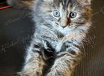 Maine Coons of Cedar Yard - Maine Coon Kitten For Sale - Tenaha&comma; TX&comma; US