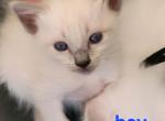 Balinese Boy Red collar - Balinese Kitten For Sale - Wayland&comma; MA&comma; US