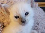 Balinese Boy Light Blue collar - Balinese Kitten For Sale - Wayland&comma; MA&comma; US