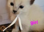 Balinese Girl White collar - Balinese Kitten For Sale - Wayland&comma; MA&comma; US