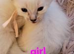 Balinese Girl Pink collar - Balinese Kitten For Sale - Wayland&comma; MA&comma; US
