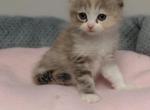Ragdoll kittens - Ragdoll Kitten For Sale - MI&comma; US