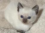 CeCe Siamese Blue Point Female - Siamese Kitten For Sale - Harrisburg&comma; PA&comma; US