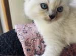 Ragdoll Female Kitten - Ragdoll Kitten For Sale - Ocala&comma; FL&comma; US