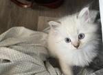 Male Ragdoll Kitten - Ragdoll Kitten For Sale - Ocala&comma; FL&comma; US