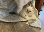 Blue Male Ragdoll Kitten - Ragdoll Kitten For Sale - Ocala&comma; FL&comma; US