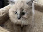 Blu - Ragdoll Kitten For Sale - Coolidge&comma; AZ&comma; US