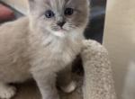 Bella - Ragdoll Kitten For Sale - 
