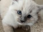 Luna - Ragdoll Kitten For Sale - Coolidge&comma; AZ&comma; US