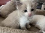 Mochi - Ragdoll Kitten For Sale - Coolidge&comma; AZ&comma; US