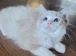 Lily  Ragdoll - Ragdoll Kitten For Sale - WA&comma; US