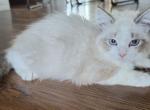 TICA REGISTERED Lily  Ragdoll - Ragdoll Kitten For Sale - WA&comma; US