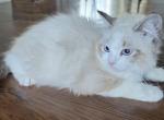 Female Ragdoll registration available - Ragdoll Kitten For Sale - WA&comma; US