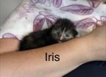 Beautys Maine Coonish litter - Maine Coon Kitten For Sale - WI&comma; US