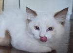 Bicolor female Ragdoll registration available - Ragdoll Kitten For Sale - WA&comma; US