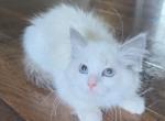 Snowflake bicolor female - Ragdoll Kitten For Sale - WA&comma; US