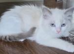 Snowball female Ragdoll - Ragdoll Kitten For Sale - WA&comma; US