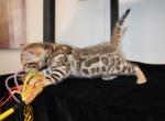 Kai - Bengal Kitten For Sale - Valparaiso&comma; IN&comma; US