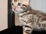 Kai - Bengal Kitten For Sale - Valparaiso&comma; IN&comma; US
