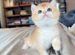 Teddy - British Shorthair Kitten For Sale - Fontana&comma; CA&comma; US
