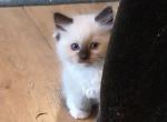 Athena's litter - Ragdoll Kitten For Sale - Santa Rosa&comma; CA&comma; US