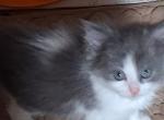 RAGAMUFFIN GRAY - Ragamuffin Kitten For Sale - Kerrville&comma; TX&comma; US