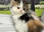 Tilly - Persian Kitten For Sale - Lakeland&comma; FL&comma; US