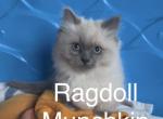 Matys spring litter - Munchkin Kitten For Sale - Iron River&comma; MI&comma; US