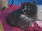 Matys spring litter - Munchkin Kitten For Sale - 